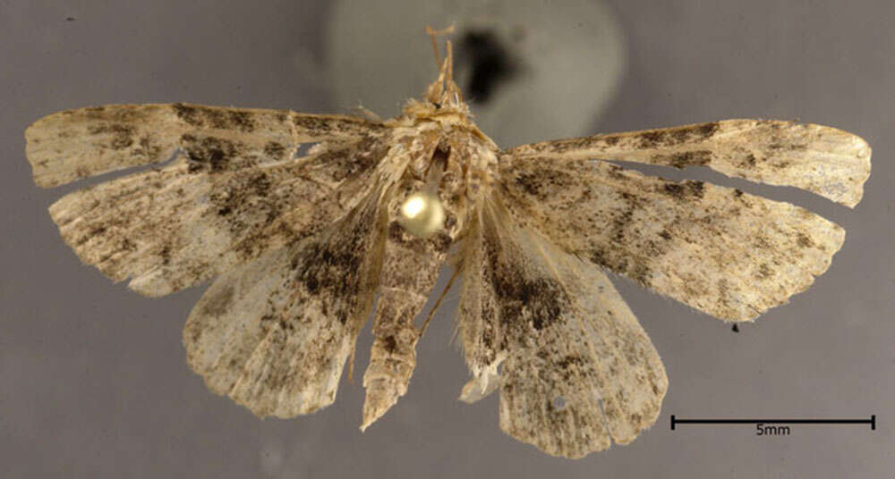 Image of Common Fungus Moth