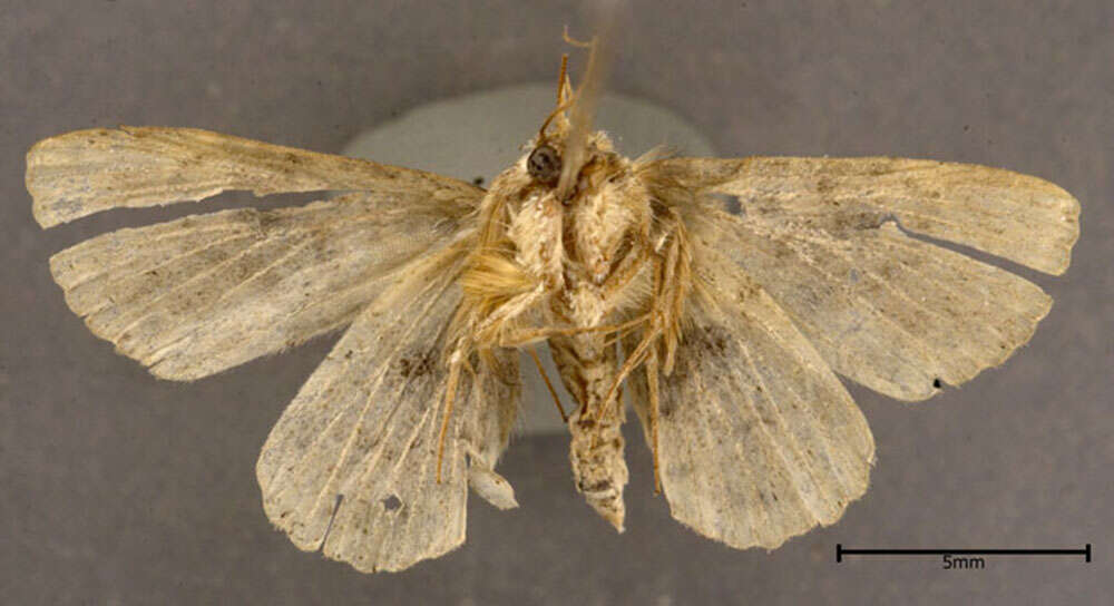 Image of Common Fungus Moth