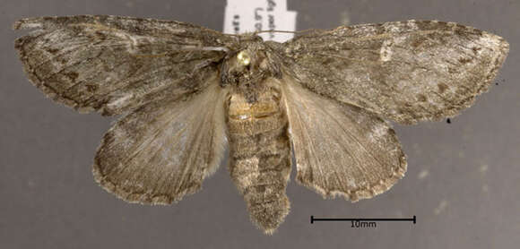 Image of Saddled Prominent