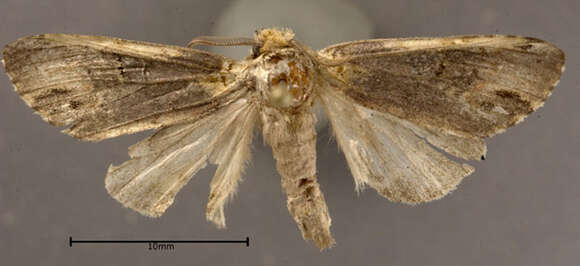 Image of Variegated Prominent, Unicorn Caterpillar Moth