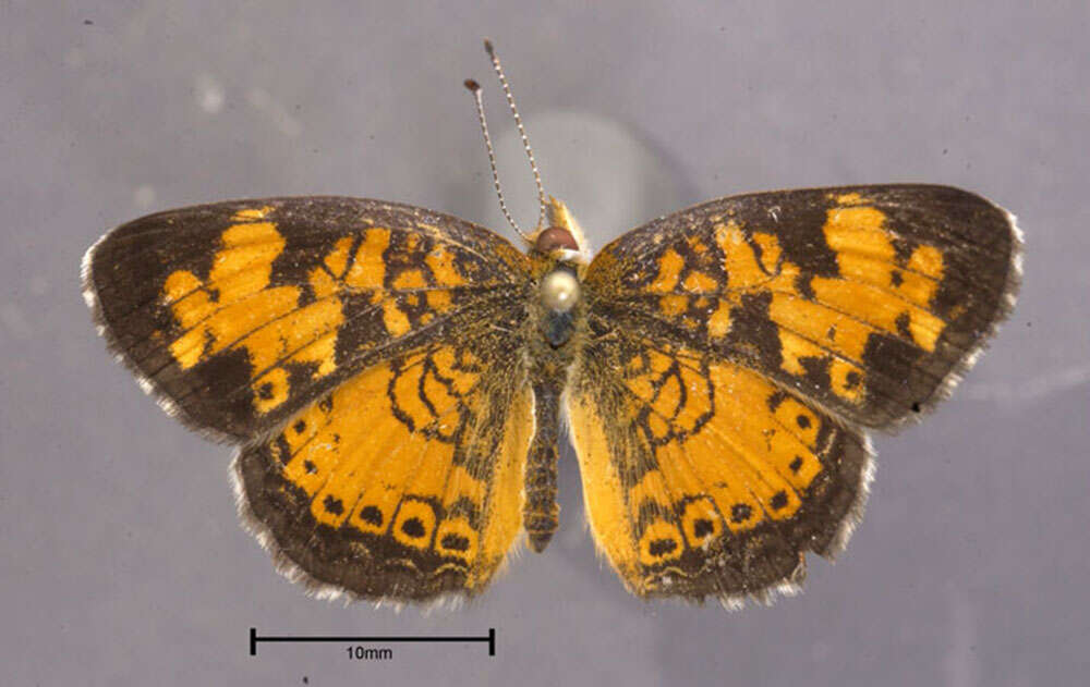 Plancia ëd Phyciodes tharos Drury 1773