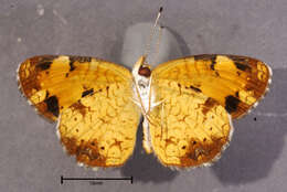 Plancia ëd Phyciodes tharos Drury 1773