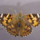 Image of <i>Vanessa cardui</i>