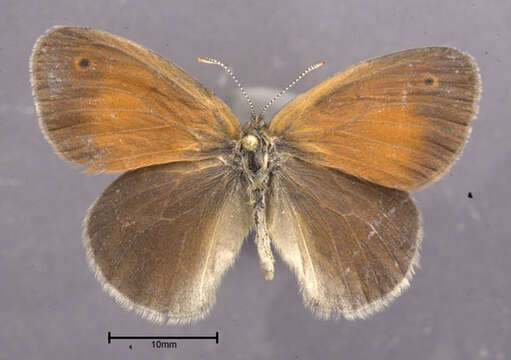 Image of Common Ringlet