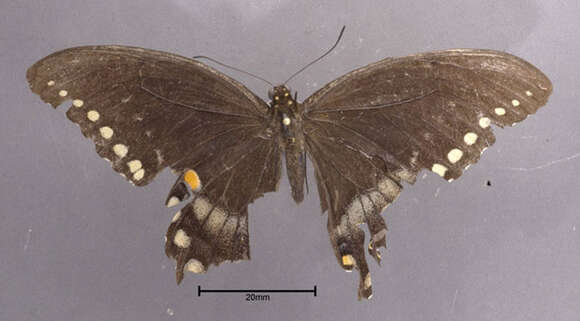 Image of Spicebush swallowtail