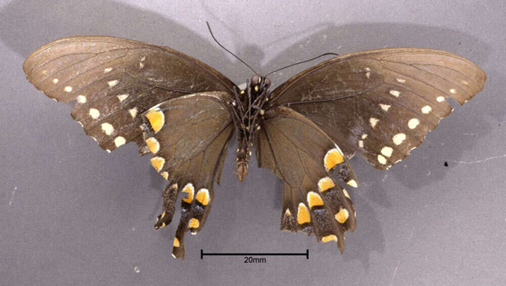 Sivun Papilio troilus Linnaeus 1758 kuva