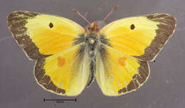 Image of Orange Sulphur