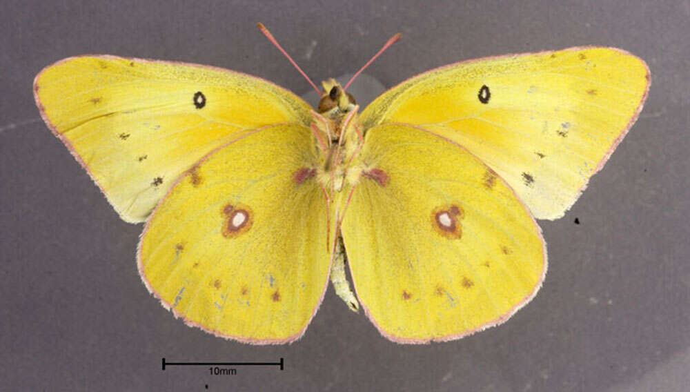 Image of Orange Sulphur