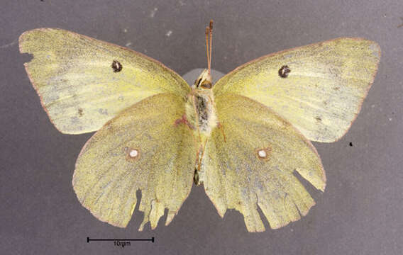 Image of Clouded sulphur