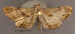 Image of Dark-spotted Palthis, Angulated Snout-moth