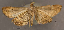 Image of Dark-spotted Palthis, Angulated Snout-moth