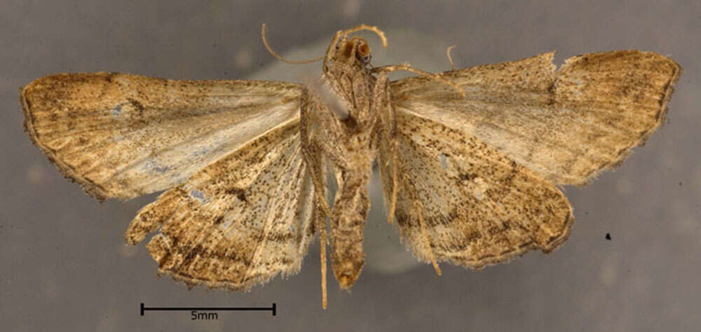 Image of Dark-spotted Palthis, Angulated Snout-moth