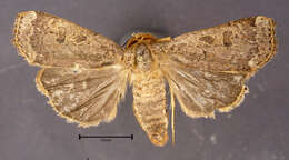 صورة Abagrotis alternata Grote 1864