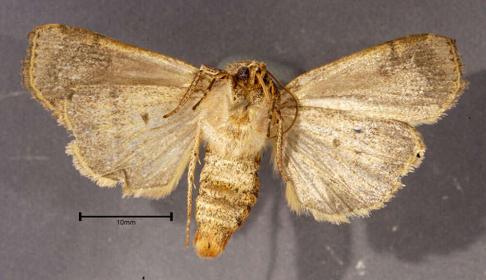 صورة Abagrotis alternata Grote 1864