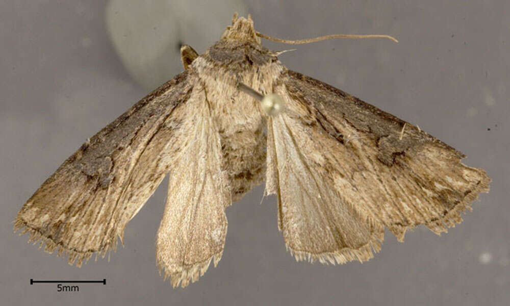 صورة Agrotis volubilis Harvey 1874