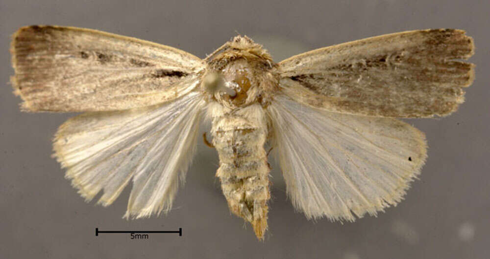 Image de Ochropleura implecta Lafontaine 1998