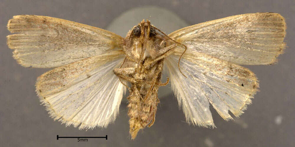 Image de Ochropleura implecta Lafontaine 1998