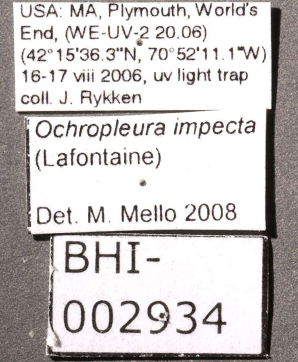 Image de Ochropleura implecta Lafontaine 1998