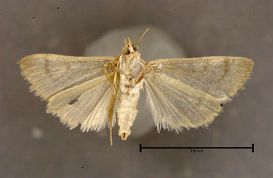 Image of Garden Webworm Moth