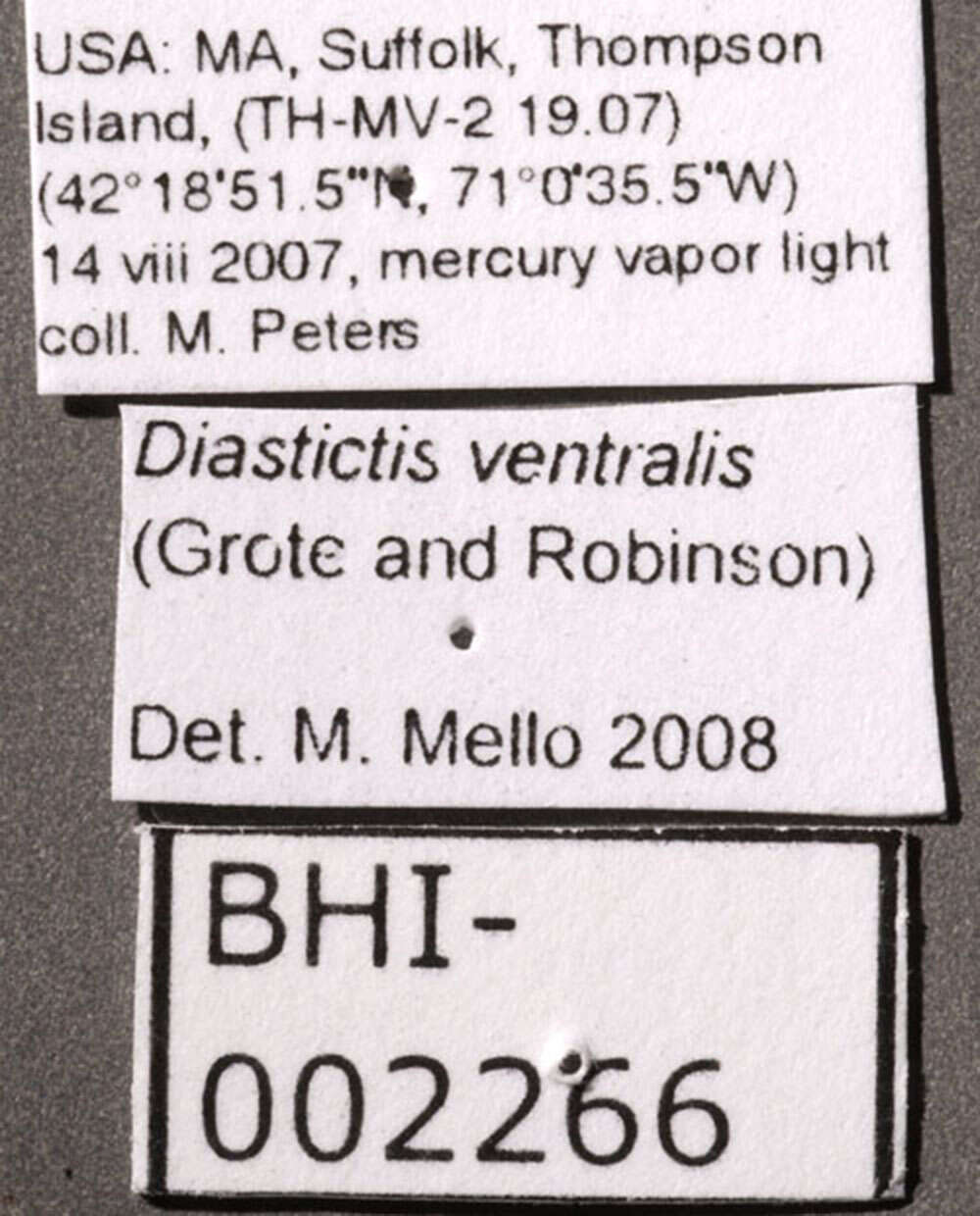 Image of Diastictis ventralis Grote & Robinson 1867