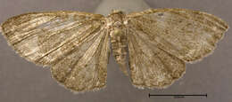 Image of The Small Engrailed