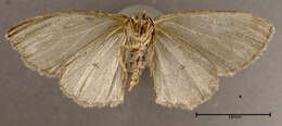 Image of The Small Engrailed