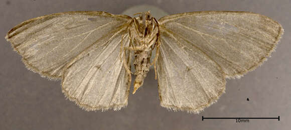 Image of The Small Engrailed