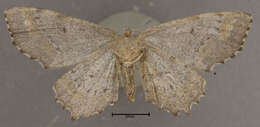 Image of One-spotted Variant Moth