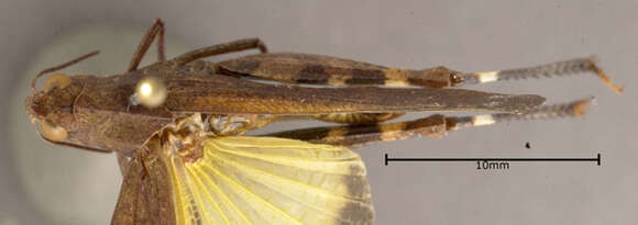 Image of Sulphur-winged Grasshopper