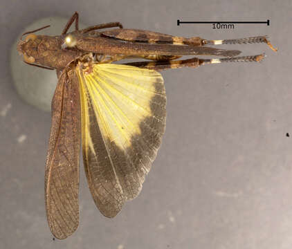 Image of Sulphur-winged Grasshopper