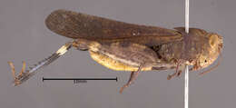 Image of Sulphur-winged Grasshopper