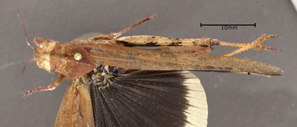 Image of Carolina Grasshopper