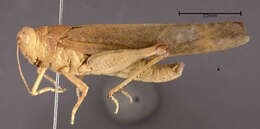 Image of Carolina Grasshopper