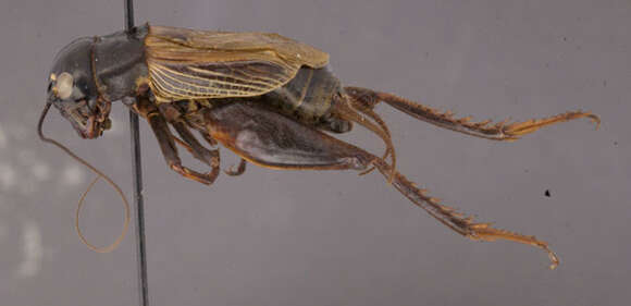 Image of Fall Field Cricket