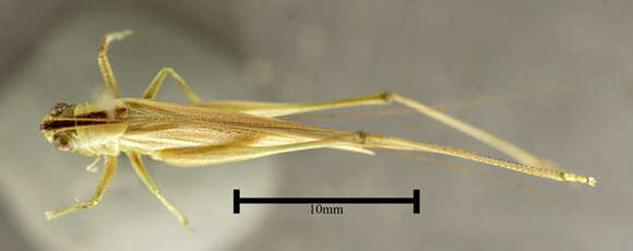 Image of Slender Meadow Katydid