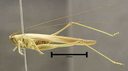 Image of Slender Meadow Katydid