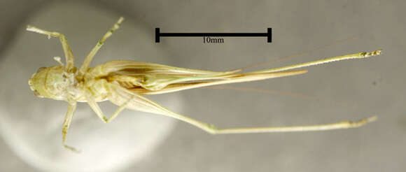 Image of Slender Meadow Katydid