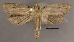 Image de Acrolophus popeanella Clemens 1859