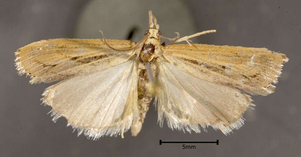 Image of Sod Webworm