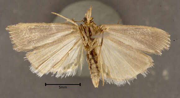 Image of Sod Webworm