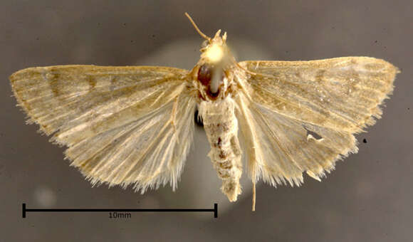 Image of Garden Webworm Moth