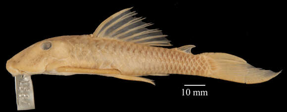 Hypostomus johnii (Steindachner 1877)的圖片