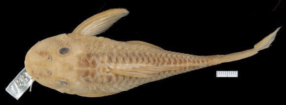 Hypostomus johnii (Steindachner 1877)的圖片