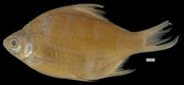 Image of Red-tail Tinfoil Barb