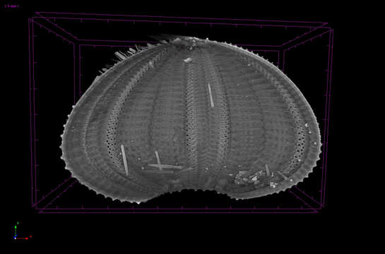 صورة Salmacis bicolor L. Agassiz ex L. Agassiz & Desor 1846