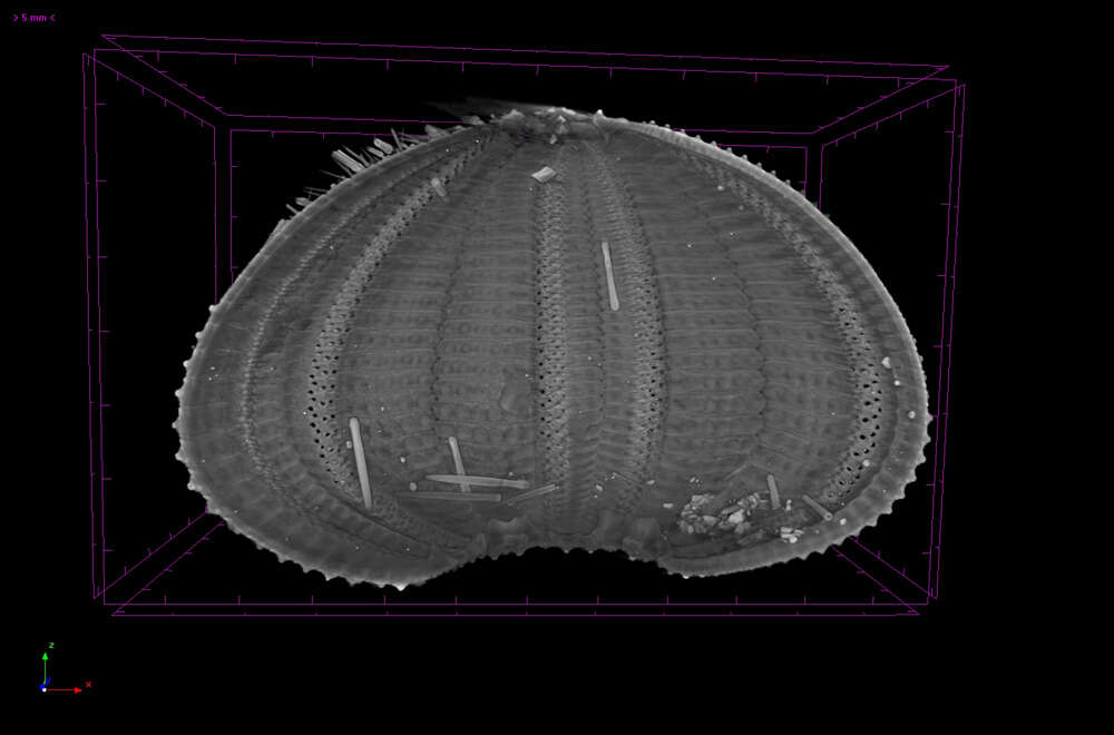 Image of Salmacis bicolor L. Agassiz ex L. Agassiz & Desor 1846