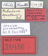 Image of Spanioda pseudospectrum Pace 1999