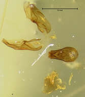 Image of Andinostiba fuegina Pace 1999