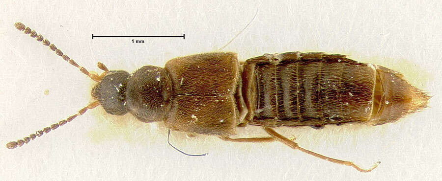 Image de Xenomma fuegina Pace 1999