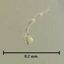 Image of Atheta (Microdota) chillanensis Pace 1999